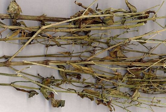 种植穿心莲如何采收?