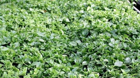 种植穿心莲如何管理?