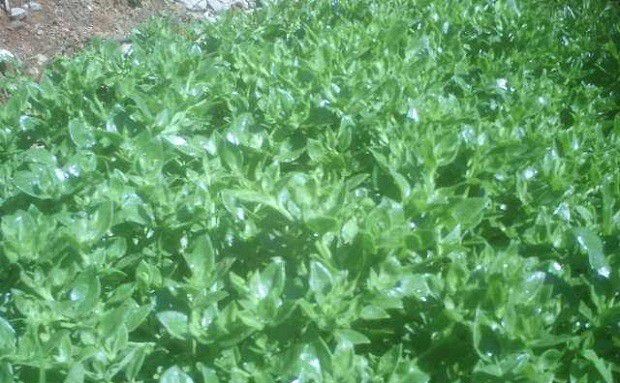 种植穿心莲如何管理?