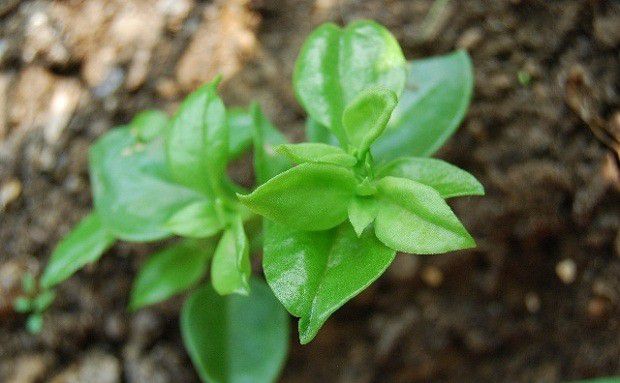 穿心莲苗如何移栽定植?