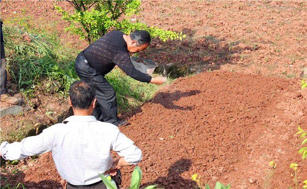 穿心莲苗如何移栽定植?