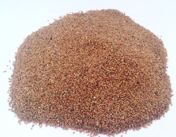 穿心莲如何育苗?