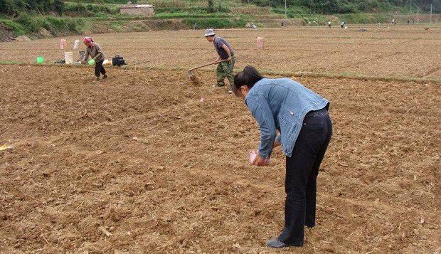 穿心莲如何育苗?