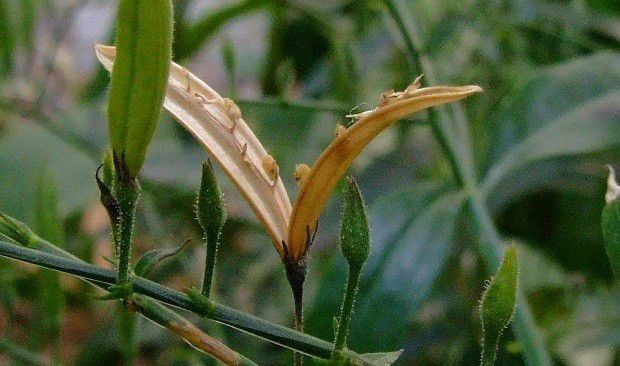 穿心莲如何育苗?