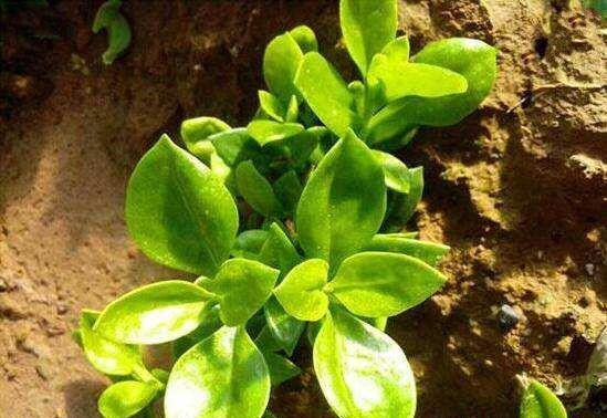 穿心莲如何育苗?