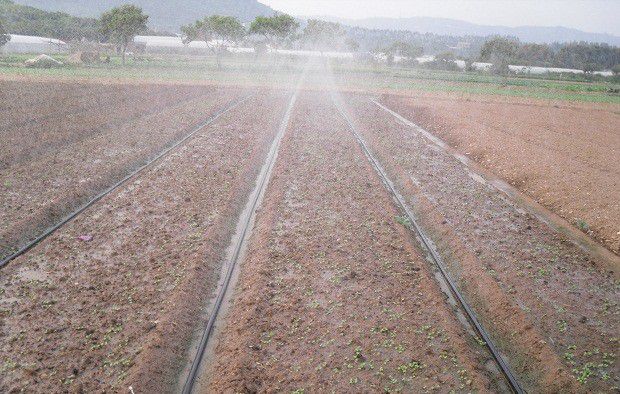 种植穿心莲如何选地、整地?