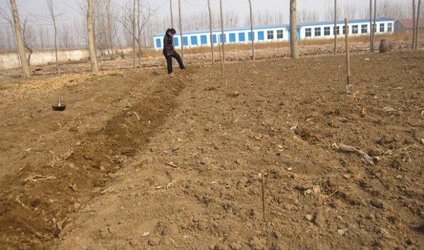 种植穿心莲如何选地、整地?