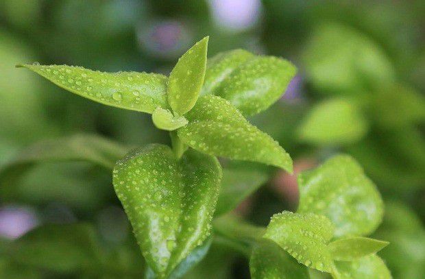 穿心莲生长过程是怎么样?