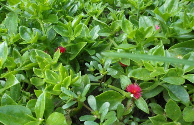 种植穿心莲需要什么条件?