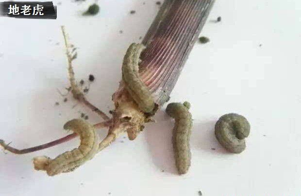 种植黄柏如何防治病虫害?