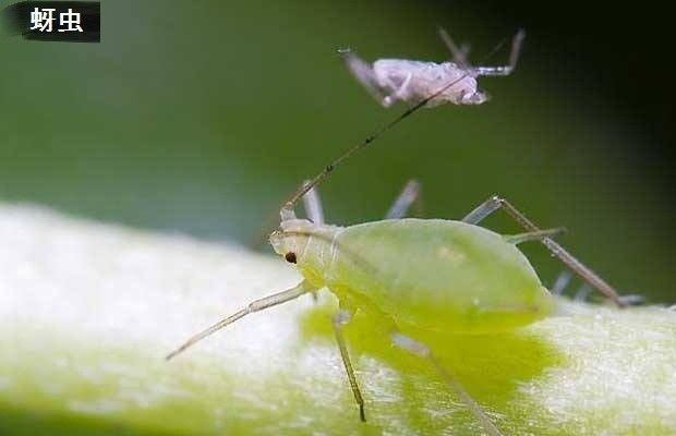 种植黄柏如何防治病虫害?