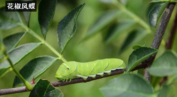 种植黄柏如何防治病虫害?