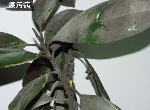 种植黄柏如何防治病虫害?