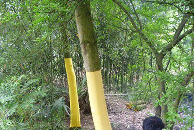 种植黄柏如何采收?