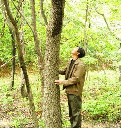 种植黄柏如何采收?