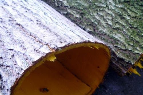 种植黄柏如何采收?