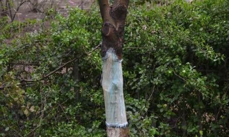 种植黄柏如何采收?