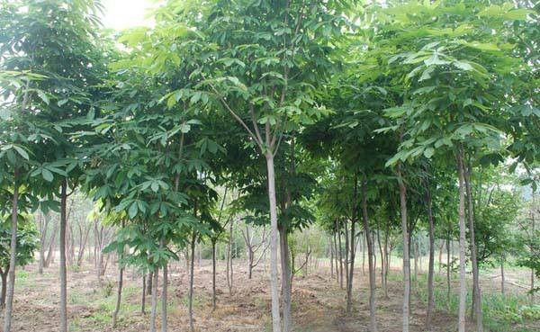 种植黄柏如何管理?