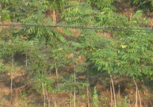 种植黄柏如何管理?