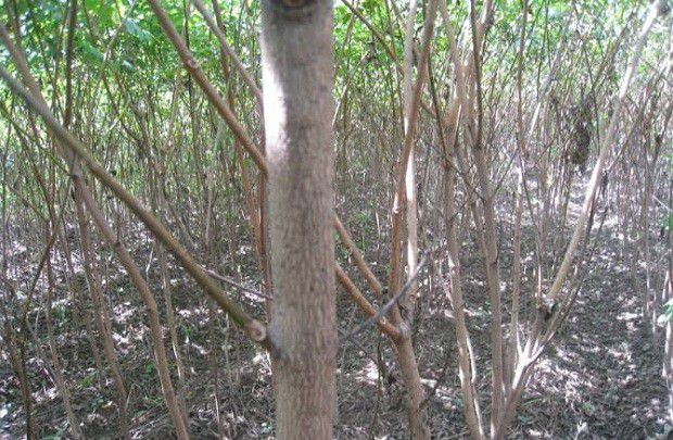 种植黄柏如何管理?