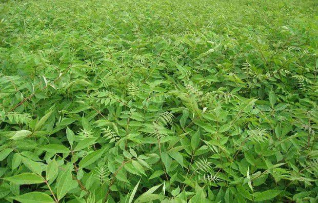 黄柏苗如何移栽定植?