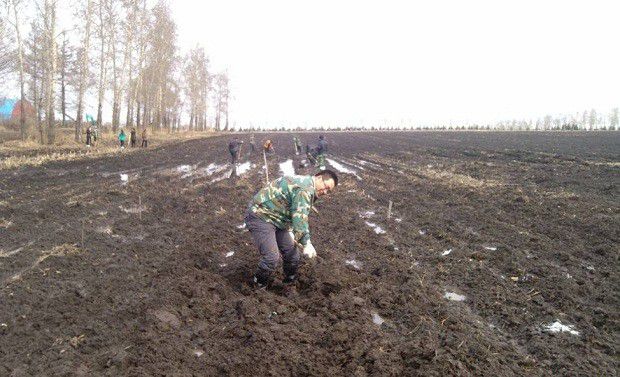 黄柏苗如何移栽定植?