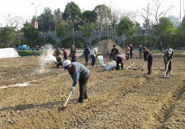 黄柏如何用种子育苗?
