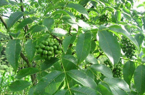 黄柏如何用种子育苗?