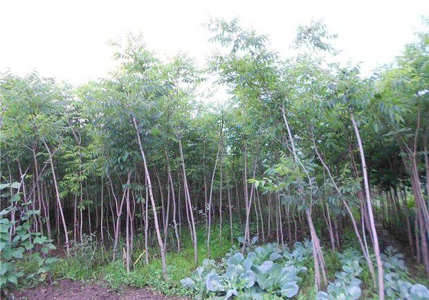 黄柏树能在哪里种植?