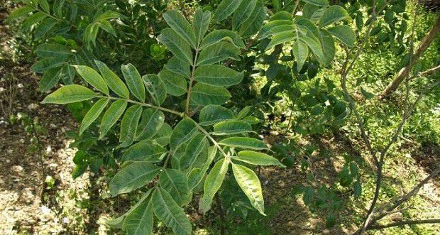 黄柏树能在哪里种植?