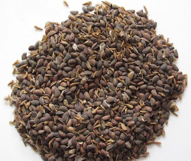 黄柏树生长发育有什么特点?