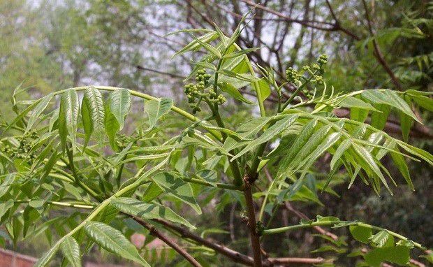 黄柏树生长发育有什么特点?