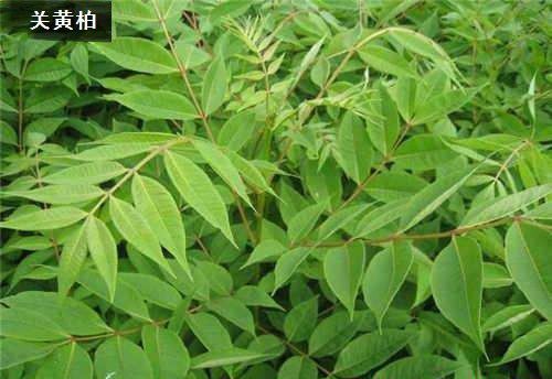 药用的黄柏树有哪些?