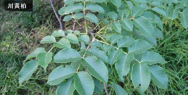 药用的黄柏树有哪些?