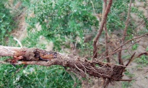 种植杜仲如何防治病虫害?