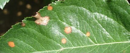 种植杜仲如何防治病虫害?