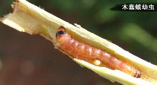 种植杜仲如何防治病虫害?
