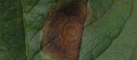 种植杜仲如何防治病虫害?