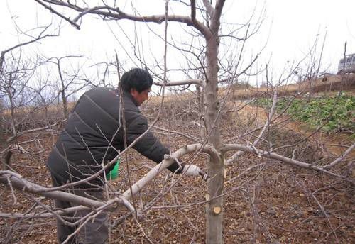 种植杜仲如何管理?