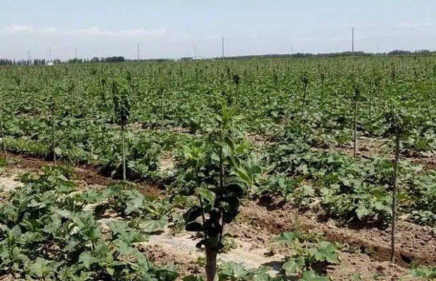 种植杜仲如何管理?