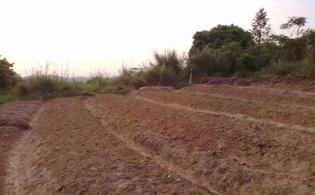 杜仲如何扦插育苗?