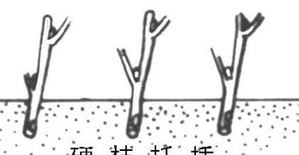 杜仲如何扦插育苗?