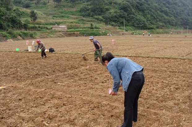 杜仲如何用种子育苗?