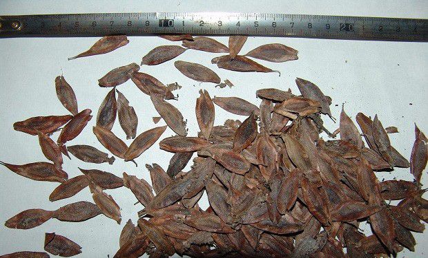 杜仲如何用种子育苗?