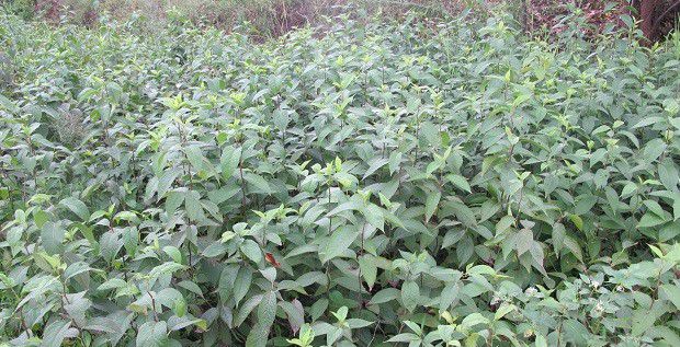 杜仲如何用种子育苗?