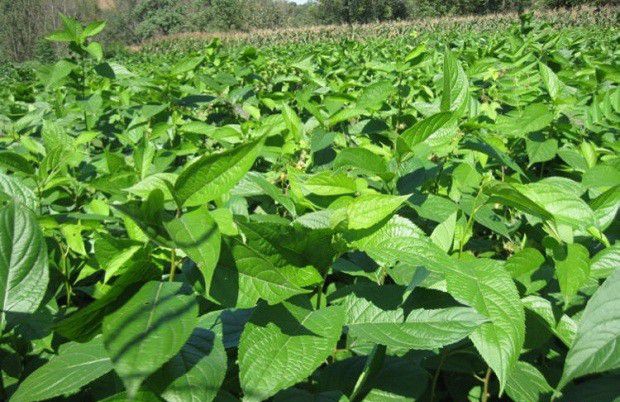 杜仲如何用种子育苗?