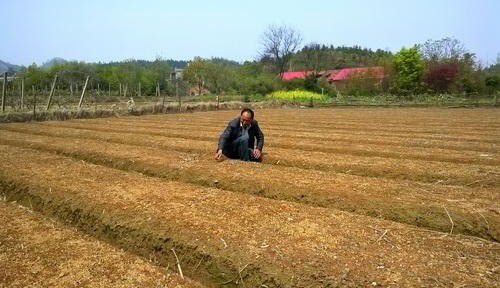 种植杜仲如何选地整地?
