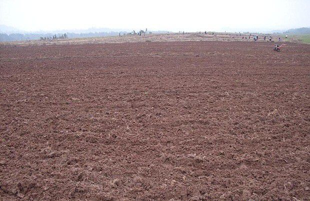 种植薏苡如何选地整地？