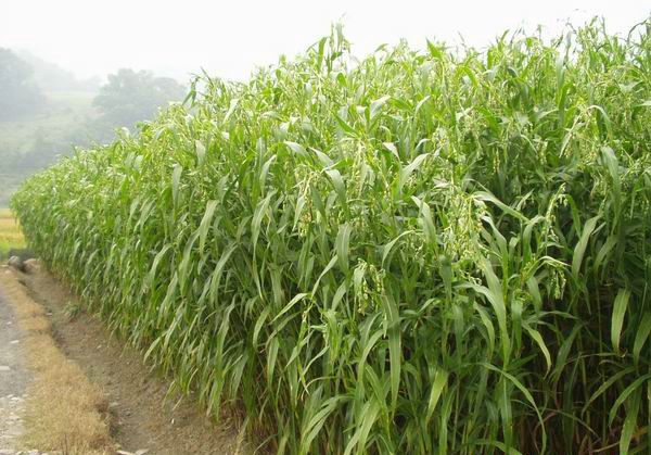 晋薏1号品种好不好?