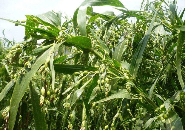 贵薏苡1号品种好不好?